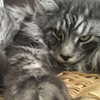 vicdeangelis Altpins Profile Picture