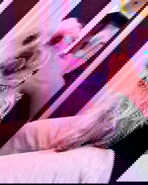 viezery viezery archive image