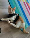 vixenp_ Altpins Profile Picture