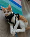 vixenp_ Altpins Profile Picture