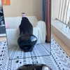 wchew_u Altpins Profile Picture