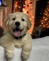 willowwbarbie Altpins Profile Picture
