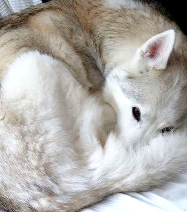 wolfiecindy instagram image archive image
