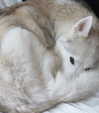 wolfiecindy Altpins Profile Picture
