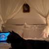 wolfiecindy Altpins Profile Picture