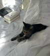 wolfiecindy Altpins Profile Picture