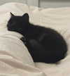 wolfiecindy Altpins Profile Picture