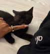 wolfiecindy Altpins Profile Picture