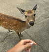wolfiecindy Altpins Profile Picture