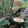 wormfood____ Altpins Profile Picture