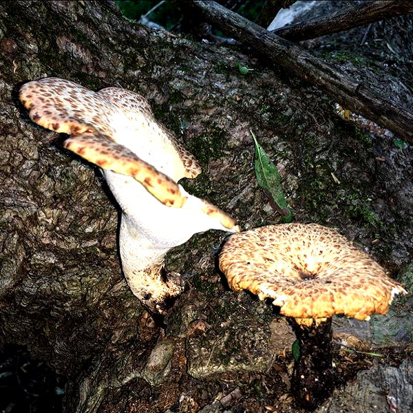 wormfood____ instagram image archive image