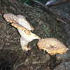 wormfood____ Altpins Profile Picture