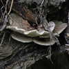 wormfood____ Altpins Profile Picture