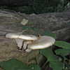 wormfood____ Altpins Profile Picture