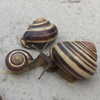 wormfood____ Altpins Profile Picture