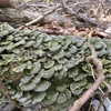 wormfood____ Altpins Profile Picture