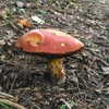 wormfood____ Altpins Profile Picture