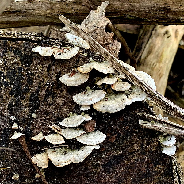 wormfood____ instagram image archive image
