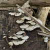 wormfood____ Altpins Profile Picture