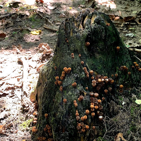 wormfood____ instagram image archive image