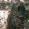wormfood____ Altpins Profile Picture