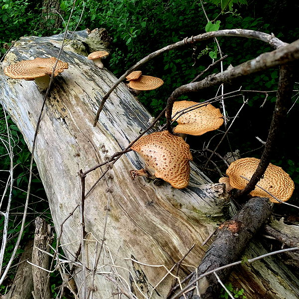 wormfood____ instagram image archive image