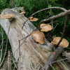 wormfood____ Altpins Profile Picture