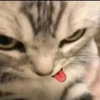 wormfood____ Altpins Profile Picture