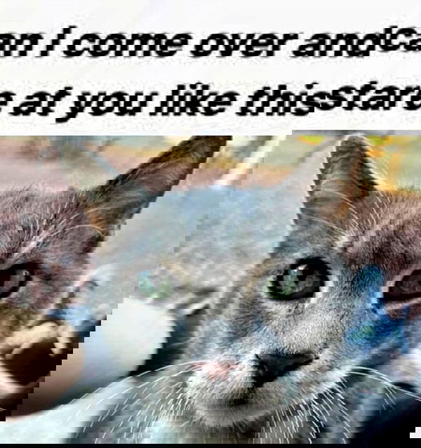 wuvkyu wuvkyu archive image