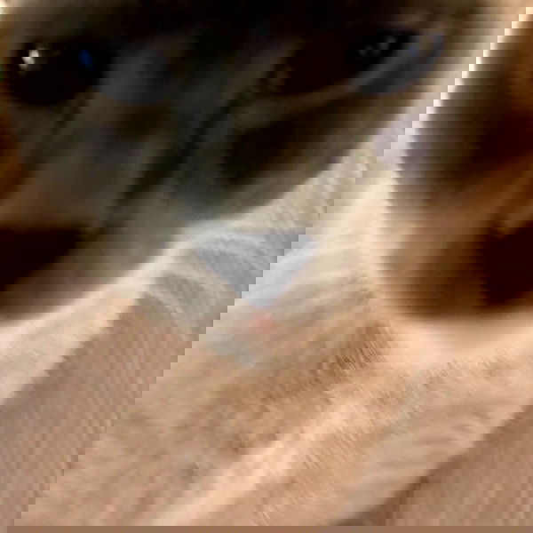 wuvkyu wuvkyu archive image