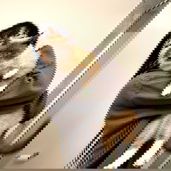 wuvkyu wuvkyu archive image