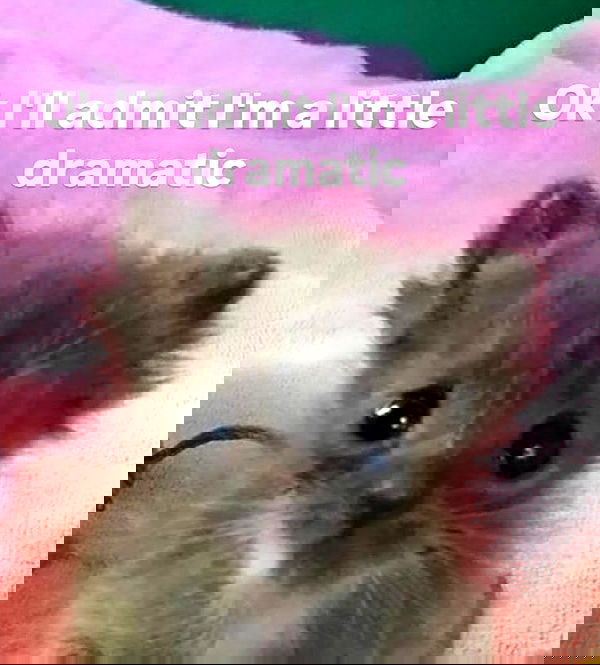 wuvkyu wuvkyu archive image