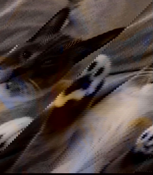 wuvkyu wuvkyu archive image