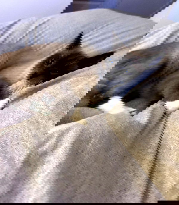 wuvkyu wuvkyu archive image