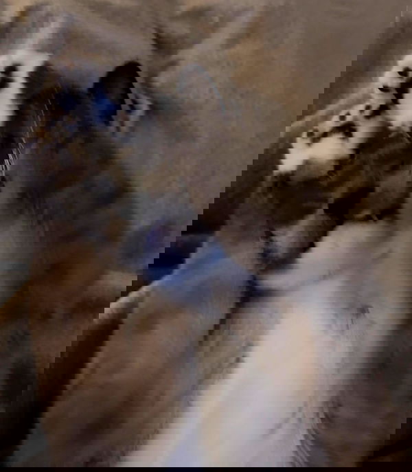 wuvkyu wuvkyu archive image