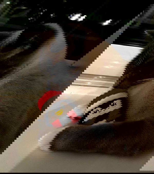 wuvkyu wuvkyu archive image