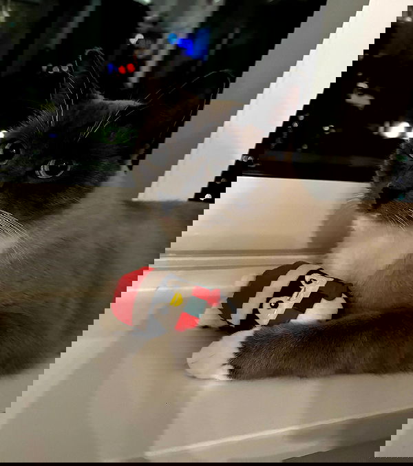 wuvkyu wuvkyu archive image