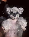 xixigina Altpins Profile Picture