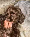xixigina Altpins Profile Picture