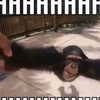 xowiejones Altpins Profile Picture