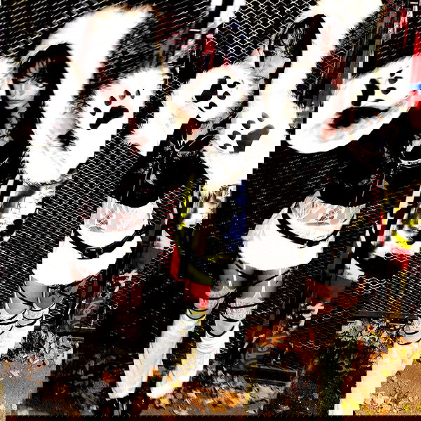 xzot1_met4xx image ~ Altpins