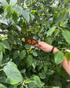 yaheli_idan Altpins Profile Picture