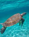 yaheli_idan Altpins Profile Picture