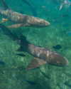 yaheli_idan Altpins Profile Picture