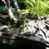yaheli_idan Altpins Profile Picture