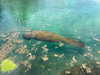 yaheli_idan Altpins Profile Picture