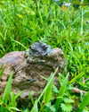 yaheli_idan Altpins Profile Picture