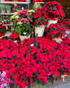 yaheli_ovadya Altpins Profile Picture
