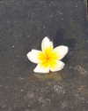 yaheli_ovadya Altpins Profile Picture