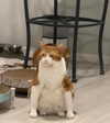 yaminaamane Altpins Profile Picture
